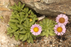 Erigeron glaucus