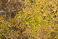 Sagina procumbens