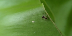 Cytaea