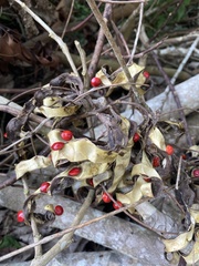 Adenanthera pavonina