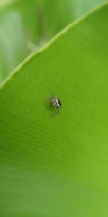 Cytaea