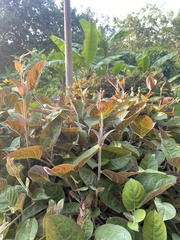 Paederia lanuginosa