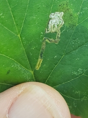 Stigmella tiliae