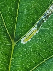 Stigmella tiliae