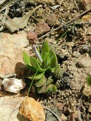 Crassula nudicaulis