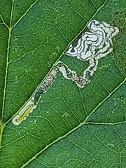 Stigmella tiliae