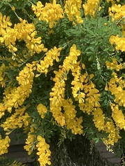 Genista stenopetala