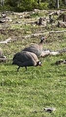 Numida meleagris domesticus