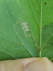 Stigmella tiliae