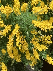 Genista stenopetala