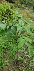 Juglans
