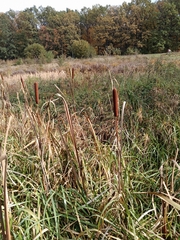 Typha latifolia