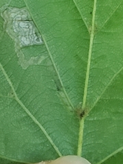 Stigmella tiliae