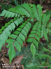 Archidendron clypearia