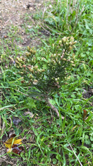 Erigeron sumatrensis