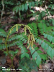 Archidendron clypearia