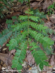 Archidendron clypearia