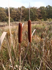 Typha latifolia