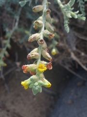 Errazurizia benthamii
