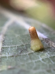 Celticecis aciculata