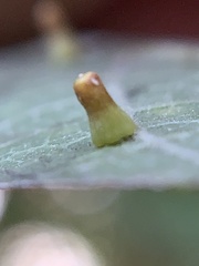 Celticecis aciculata