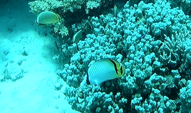 Vagabond butterflyfish