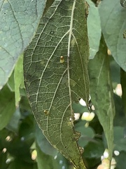 Celticecis aciculata