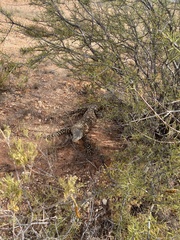 Varanus giganteus