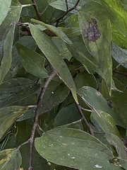 Celticecis aciculata