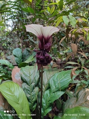 Tacca integrifolia