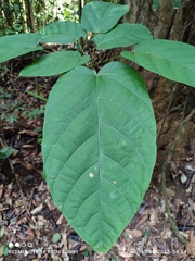Sterculia oblongata