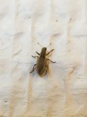 Sitona lineatus