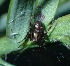 Araneus albotriangulus