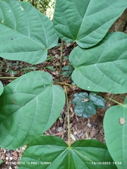 Sterculia oblongata