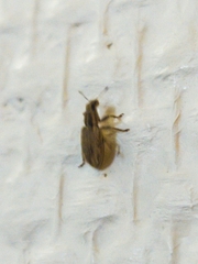 Sitona lineatus