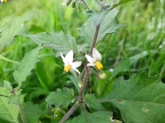 Solanum nigrum