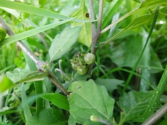 Solanum nigrum