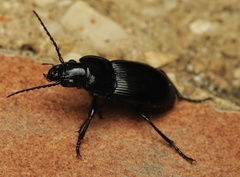Pterostichus melas