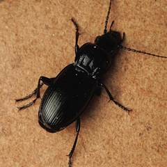 Pterostichus melas
