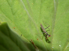 Tarachodes