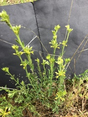 Pimelea curviflora