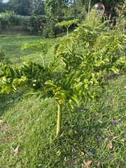 Amorphophallus paeoniifolius