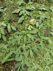 Staurogyne concinnula