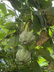 Hodgsonia macrocarpa