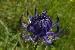 Phyteuma hemisphaericum