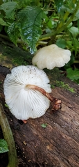 Mucidula