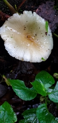 Mucidula