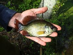 Centrarchus macropterus