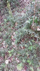 Biophytum aeschynomenifolia image