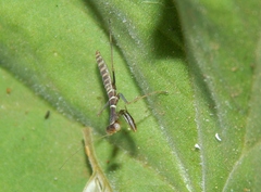 Tarachodes